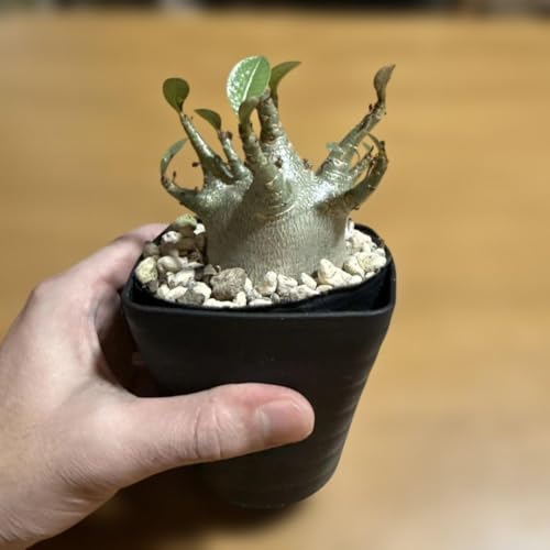 塊根植物 グラキリス」の人気商品一覧 | 安い商品を通販サイトから探す