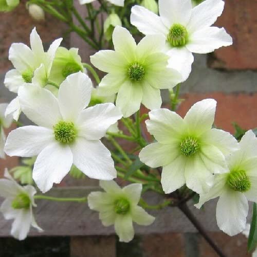 3 x Clematis Early Sensation - Weiß, Immergrün & Winterhart | Mehrjährig, Immergrün und Winterhart - Kletterpflanze | 3 Kaufen / 2 Zahlen | 3 x 1,5 Liter Topf