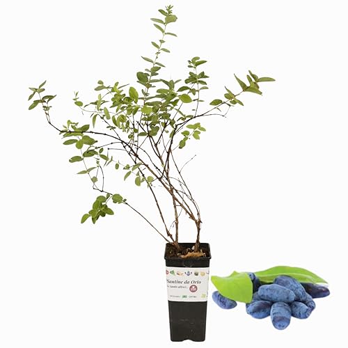 P. Piantine da Orto | Mirtillo Siberiano, Vaso da 2L, Pianta Pronta per Il Trapianto, Pianta Vera da Orto, da Balcone e da Esterno, Vivaio Italiano