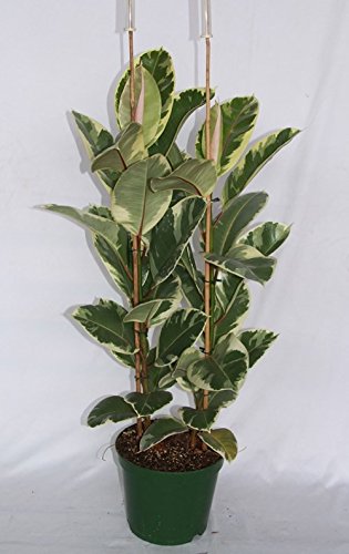 Ficus Elastica Tineke (70-90 cm) (2 varas) - Planta viva de interior