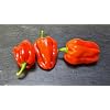 Scotch Bonnet Red 10 Chilli Seeds
