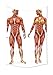 Produktbild daawqee Human Anatomy Tapestry Male and Female Bodies with Inner Mass Build Display Muscle System Graphic Print Wall Hanging for Bedroom Living Room Dorm Coral Unique Home Decor