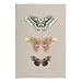 Stupell Industries Vintage Moth Specimens Wall Plaque Art Design by Danhui Nai