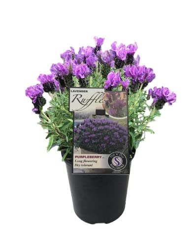 Planta Natural de Lavanda Flor de Temporada Planta Viva