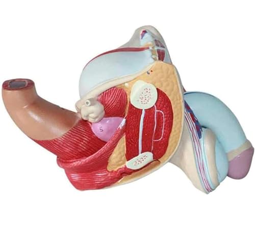 Modèle de système génital masculin AMITD en 4 parties grandeur nature pour anatomie