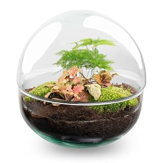 urbanjngl terrarium en verre rond 2 parties, kit DIY de 20 cm