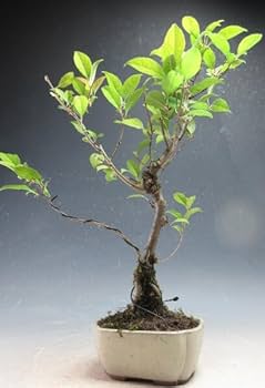 Amazon | 盆栽 実付き！ウメモドキの盆栽 メス木（10002160）【現品