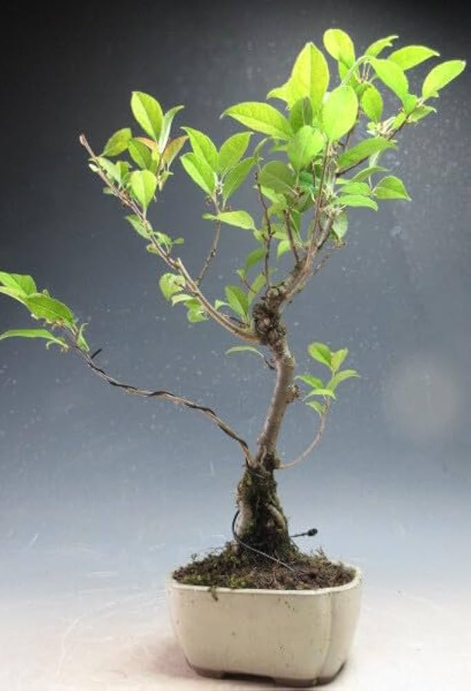 盆栽 ウメモドキ Amazon.co.jp: 盆栽 実付き！ウメモドキの盆栽 メス木（10002160