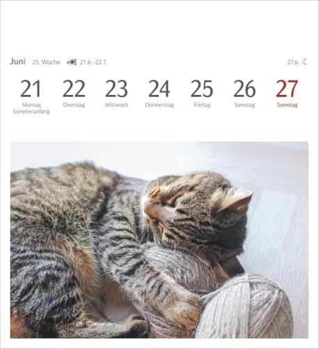 Katzen Postkartenkalender 2027 - Wochenkalender mit 53 Postkarten: Jede Woche ein süßes Kätzchen im Postkarten-Fotokalender. Tischkalender für Katzenfans – vue 7