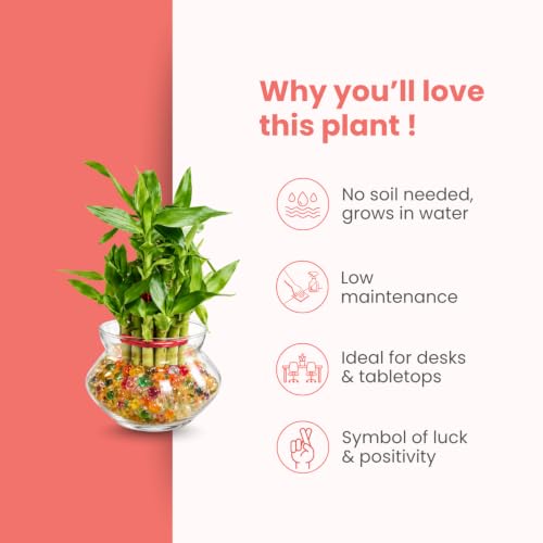 Image of Nurturing Green Lucky Bamboo Plant, 2-Layer, Lucky Plants for Gifting