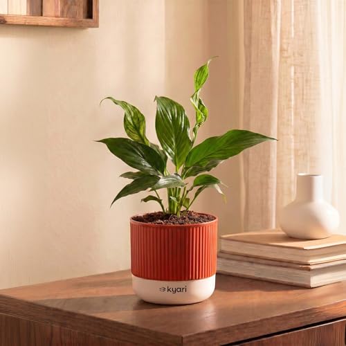 Image of Kyari Peace Lily Live Plant with Red Brick Self Watering Pot 4 Inch - Peace Lily Indoor Live Plant with Pot for Home, Living Room, Bedroom, Office - Flowering Air Purifying Indoor Plant