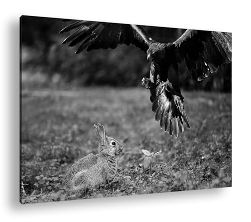 Impression numérique lapin et aigle deyoli grand format noir et blanc 90x60