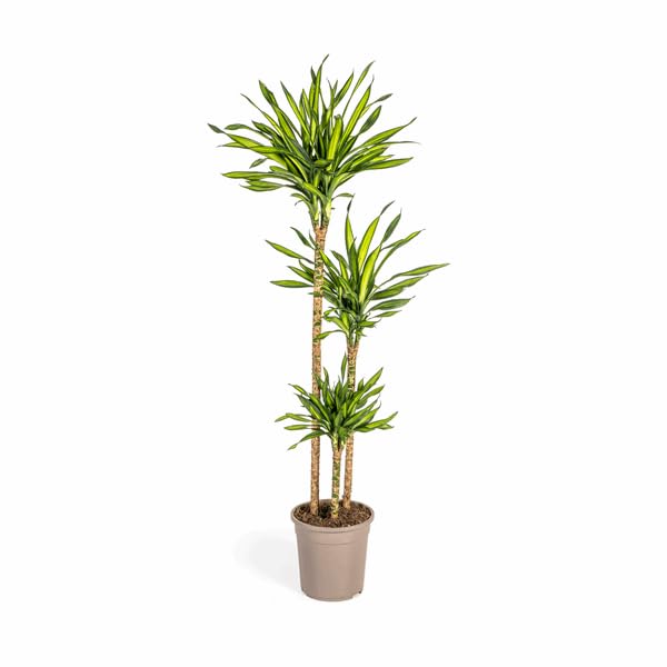 Dracaena deremensis Rikki Drachenbaum 130-150cm 24cm Zimmerpflanze pflegeleicht grüne Blattpflanze für Wohnzimmer Büro Flur moderne große Grünpflanze