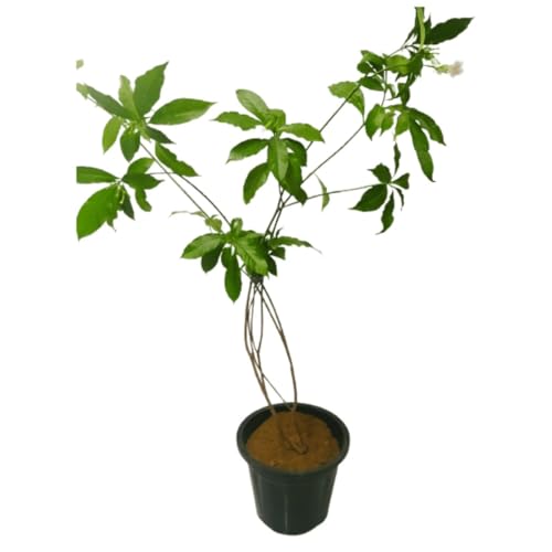 Image of Chandani White Flower Live Plant | Chandani Plant with Pot | White Flowering Plant for Home Garden Balcony Outdoor