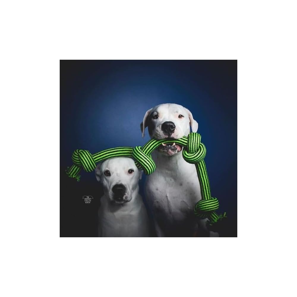 Tether Tug Outdoor Dog Toy Jolly Pets Knot-N-Chew Dog Toy - 4 Knot Rope Toy  With Squeaker For Strong Chewers Jolly Pets Knot-n-chew 4 Knot Green/black  Large/x Large Dog