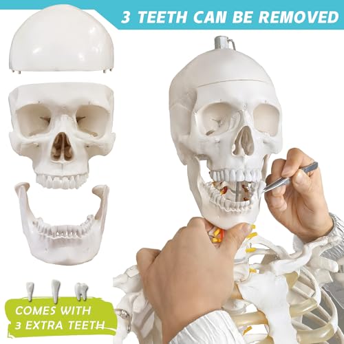 HADWYN Life Size Human Skeleton Model for Anatomy- Medical Human Skeleton Model with Nervous System 70.8 in with Rolling Stand for Medical Study and Display 3 Posters by HADWYN - Image 2
