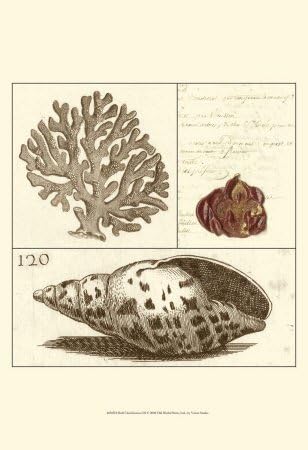 Class 3 Shell Amazon.com: Shell Classification III Art Poster Print: Posters & Prints