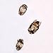 Dust Mites, w.m., Individual Microscope Slide