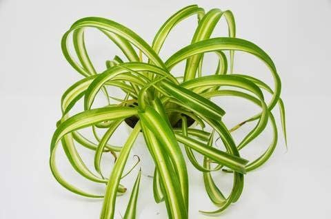 Spider Plant 'Bonnie Variegated' - 4" Pot