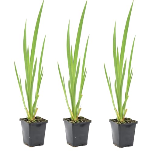 Bloomique - Set di 3 - Iris Pseudacorus - Giaggiolo Giallo - Pianta Acquatica - Pianta da Stagno - Resistente al Freddo - Alte 20-30 cm - Vaso 9 cm