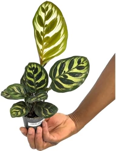 PLANTA NATURAL CALATHEA MAKOYANA M6 15CM PERFECTA PARA INTERIOR