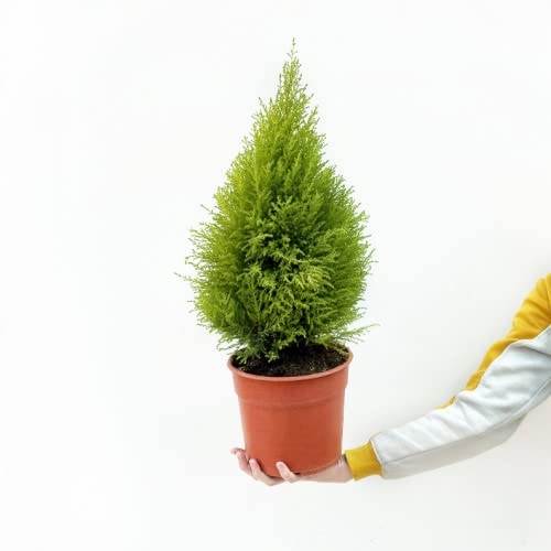 Ciprés de Monterrey Natural Árbol Decorativo