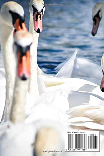 Swanning Around: Journal Ruled Lined Notebook - Image 2