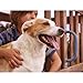 PetSafe Staywell Haustiertüre Original aus Kunststoff mit 2 Verschlussoptionen, Für Haustiere bis zu 45 kg, Größe L, Weiß