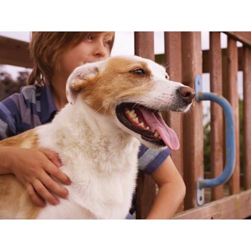 PetSafe Staywell Haustiertüre Original aus Kunststoff mit 2 Verschlussoptionen, Für Haustiere bis zu 45 kg, Größe L, Weiß