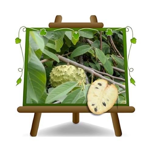 Annona Cherimola Fino de Jete - Plante fruitière exotique en pot 15x35 cm - Hauteur 170-180 cm.