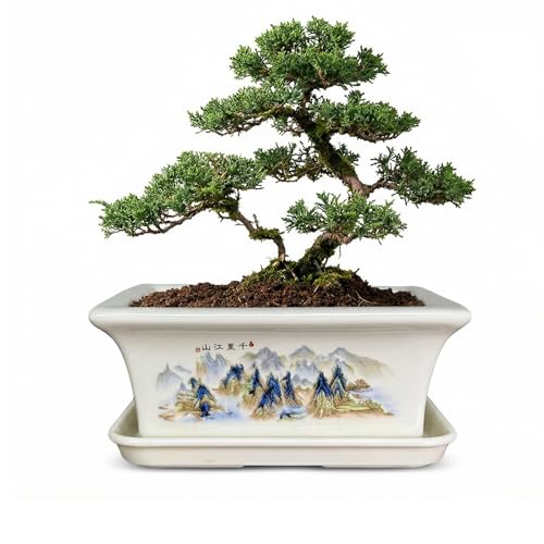 KyoYi 6 Inch Chinoiserie Rectangular Ceramic Bonsai Pot with Tray