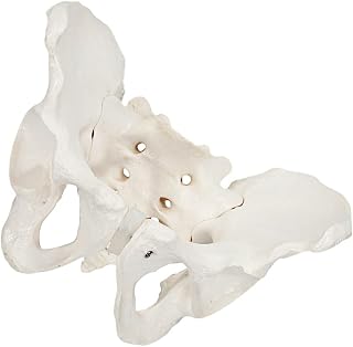 Male Mannequin Mannequin 1pc Pelvic Model Premium Simulated Femur Model Pelvic Joint for Home Indoor Office Child Mannequin Maniquine
