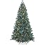 Blue Spruce