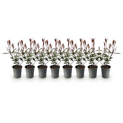 GreenboutiQ - Plantes de haie - Photinia fraseri Carre Rouge - feuillage rouge vert - 8 plantes - 1 mètre linéaire - persistant - pot 9cm hauteur 30-35cm