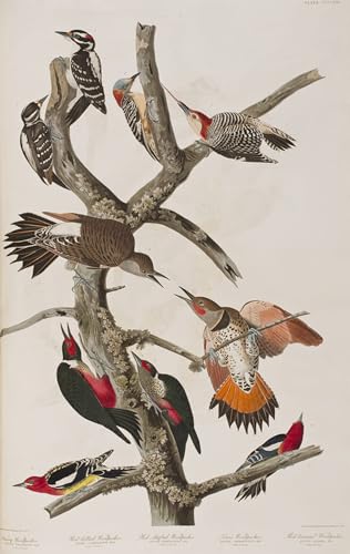 Arte de graffiti Birds of America por John Audubon póster artístico premium 60x90