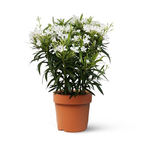 Adelfa Blanca - Planta Natural - Nerium Oleander - Planta de Exterior - Purificadora - Fácil de cuidar - Riego Moderado - April Plants - Altura: 100-110 cm