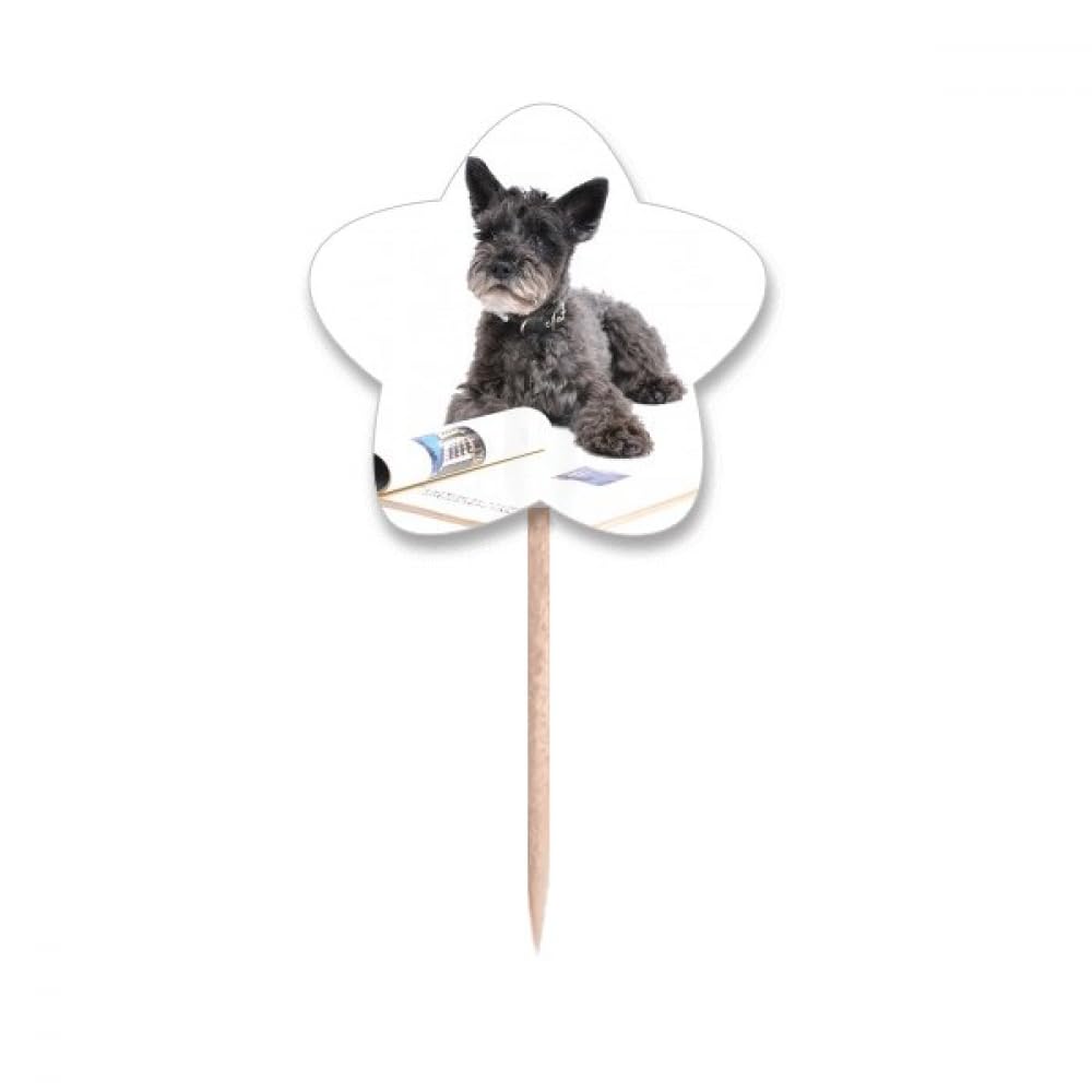Piques à cupcakes en étoile décoration photo pour animaux domestiques