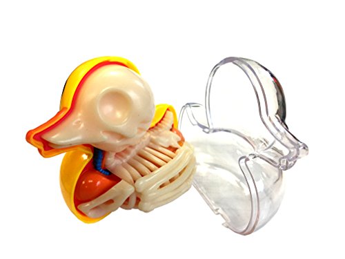 Bathing Ducky Funny Anatomy By Jason Freeny #TOP3