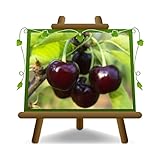 EURO PLANTS VIVAI