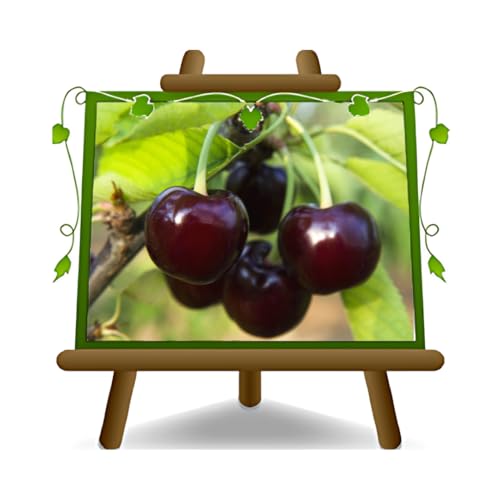 EURO PLANTS VIVAI Ciliegio Acido Amarena Nera del Piemonte su vaso da 24/26 cm. pianta da frutto autofertile *Altezza: 160~180 cm. - Età 4 anni