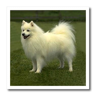 Transfert de chaleur American Eskimo pour personnaliser vos coussins et t-shirts en coton