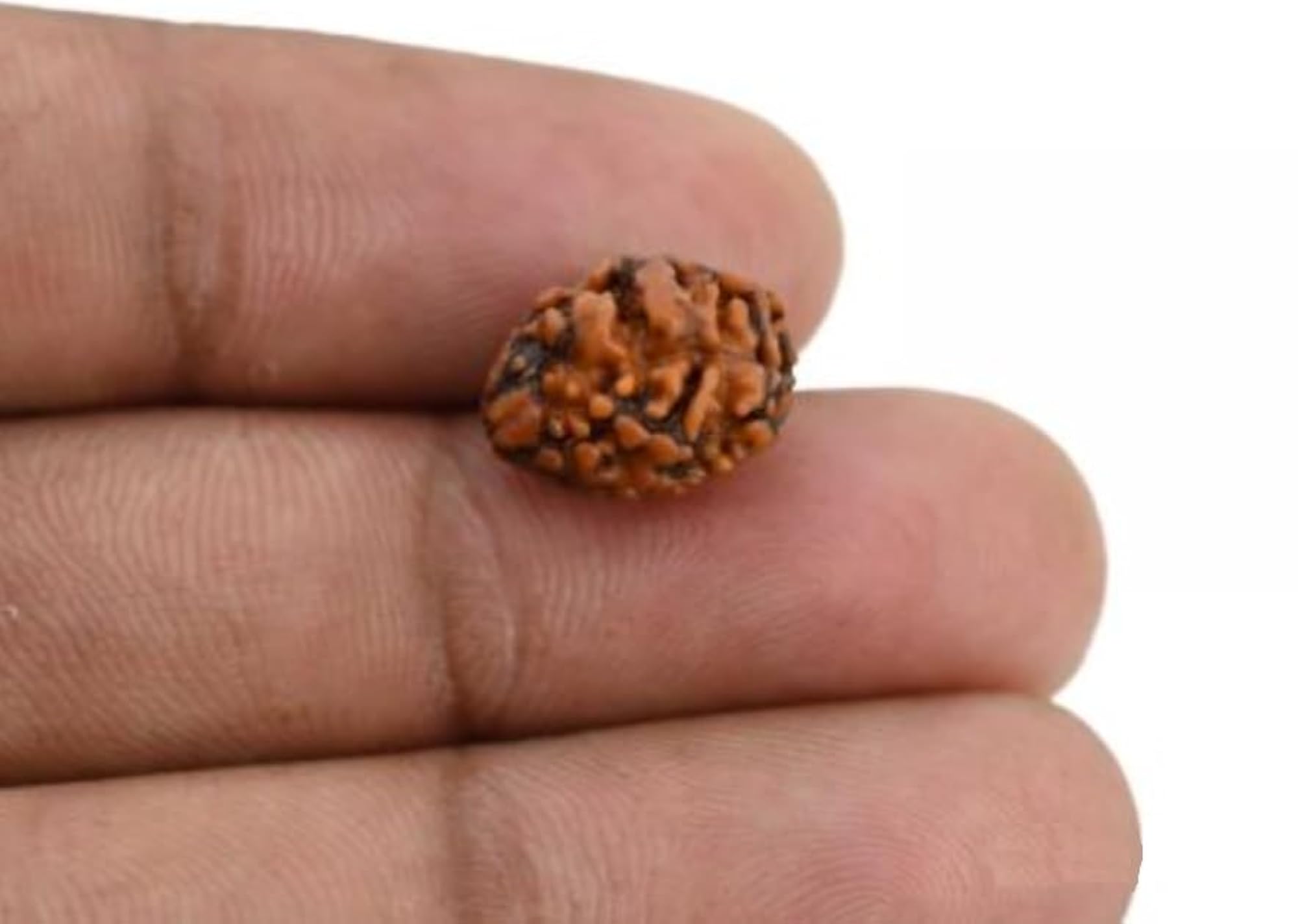 2 Mukhi Rudraksha Original Certified Nepali Big Size Blessed with Lord Shiva & Goddess Parvati