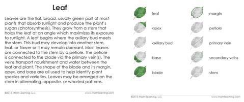"Parts of" the Leaf 3-Part Cards - Image 4