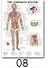 1pc Human Anatomy Muscles Système Art Poster Print Corps Carte Silk Peinture Murale Photos de Médical Education Bureau Accueil Décor (Couleur : 08, Size (inch) : 80x120cm No Frame)