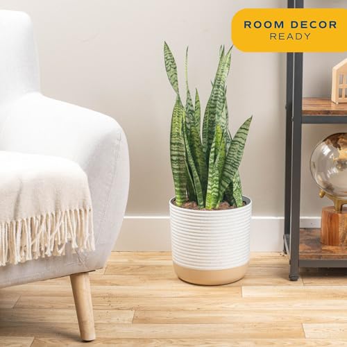 Image of Costa Farms Snake Plant, Live Plant in Plastic Pot, Easy to Maintain, Air Purifying Large Indoor Succulent Houseplant, Assorted Variety, Home, Room, or Office Decor, House Warming Gift, 2-3 Feet Tall