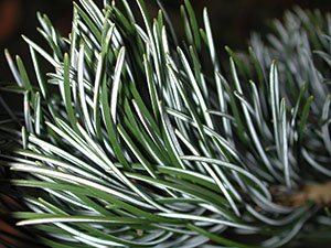 pine 5個 PTO Square Shaft Locking Pin 5/16