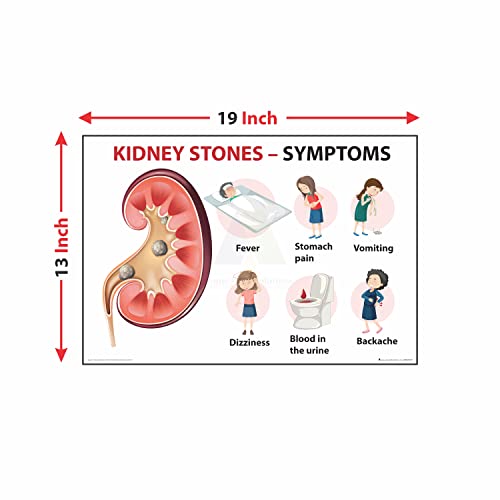 Anne Print Solutions® Kidney Stones Symptoms Poster | Multicolor, 13 Inch X 19 Inch, For Hospital, Nursing Home, Clinic, Unframed, Glossy, Indoor Use