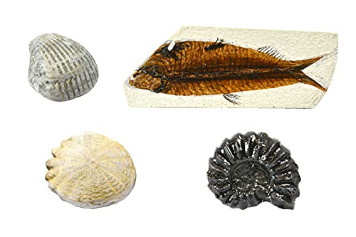 Set of 4 Deluxe Fossil Replicas - Includes 1 Ammonite, Hardouinia, Bivalve and Fish - Eisco Labs