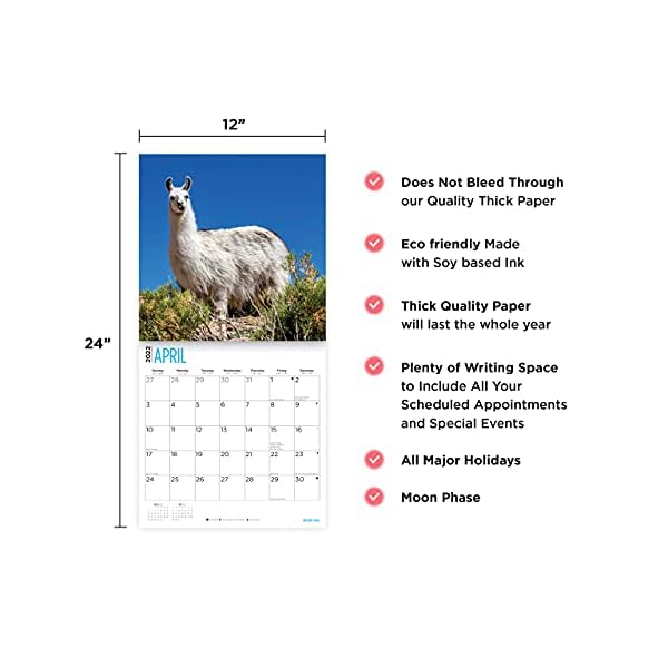 Bright Day 2022 Llamas Wandkalender 30,5 x 30,5 cm, niedlich, flauschig, lustig, Bauernhoftier – Bild 4
