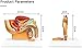Teaching Model Tools,Male Prostate Model 1/2 Life Size Male Anatomical Pelvis Model Human Anatomical Male Pelvis Testis Model with Prostate Medical Study and Teaching Tool